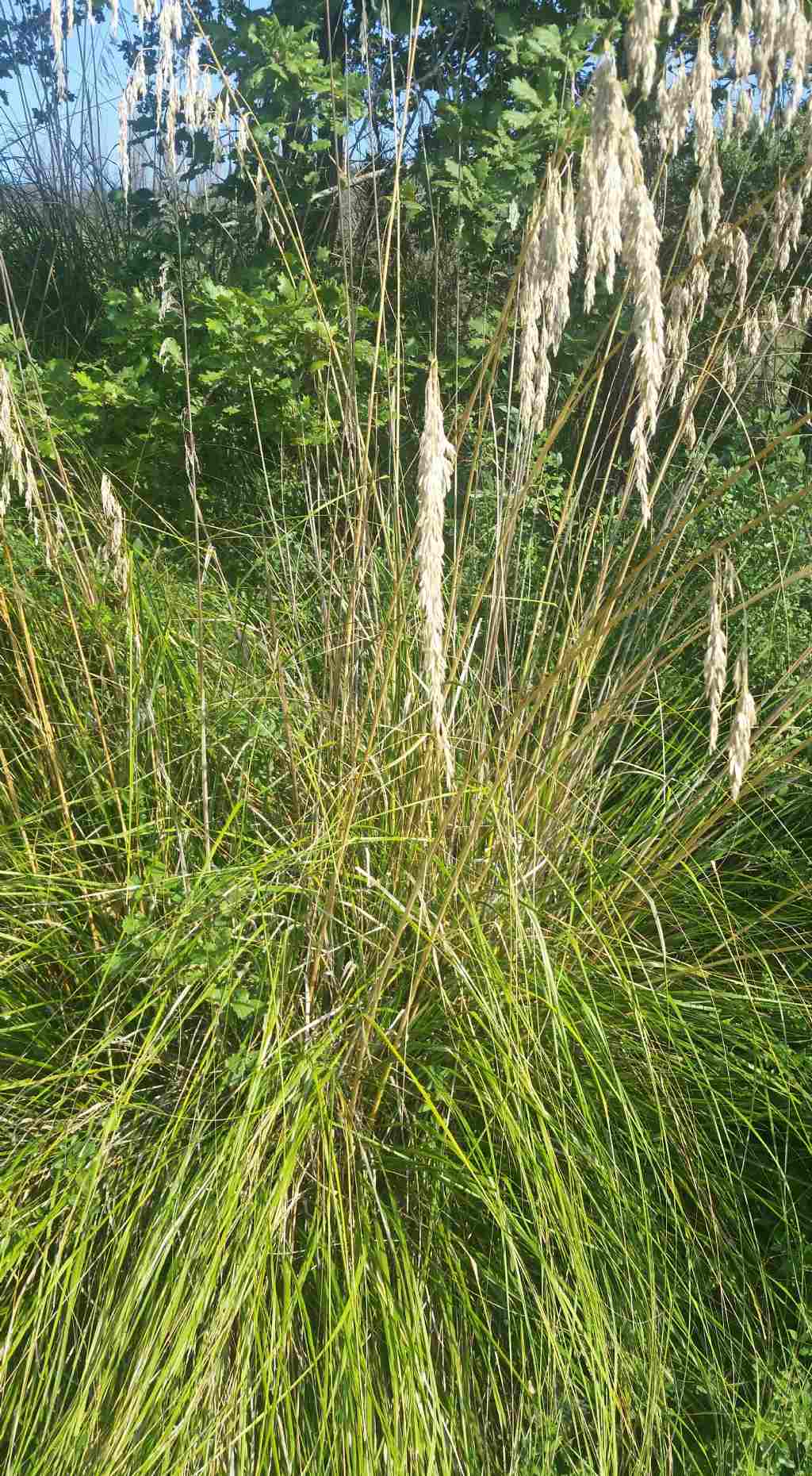 Ampelodesmos mauritanicus?